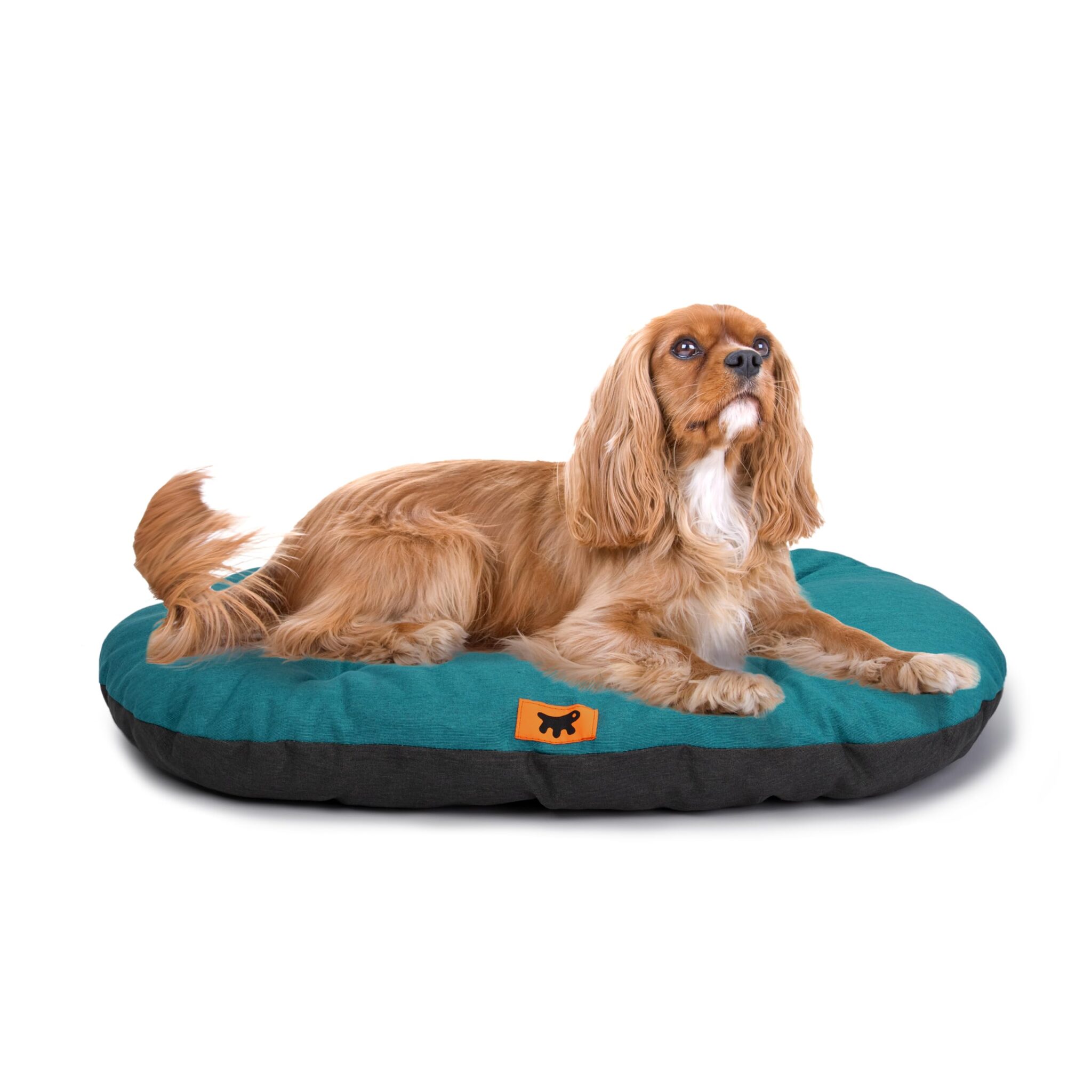Ferplast Cuccia Cane Relax, Cuscino per cani di taglia media, Cuccia Gatto, Tappetino per cucce e auto -Lavabile - in Cotone con Soffice Imbottitura, 65 x 42 cm. Turchese