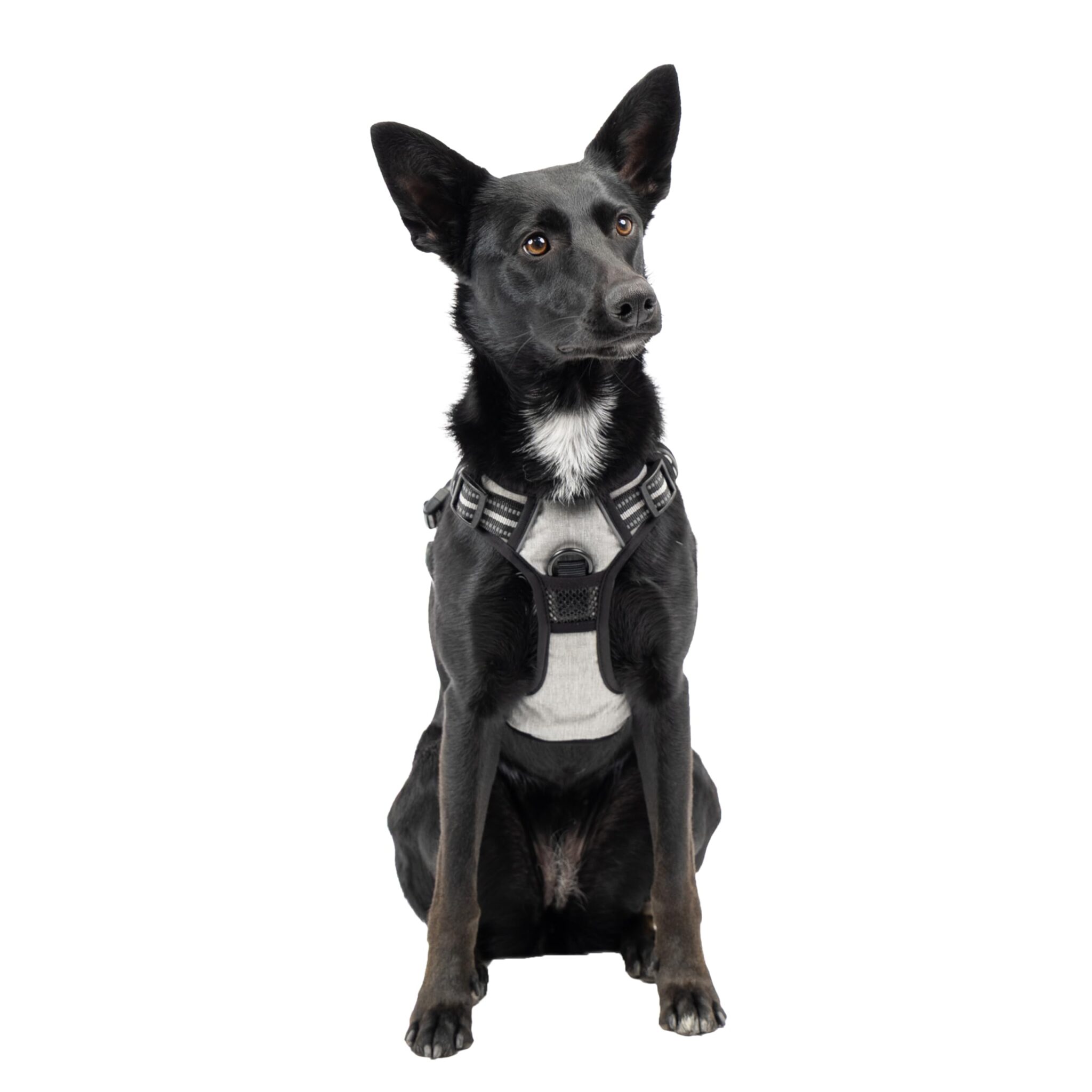 Ferplast Pettorina Cane Taglia Media, 2 Ganci per Massimo Controllo, Anti Tiro, Pettorina Cane Regolabile, Riflettente, Traspirante, Imbracatura Cani ideale per Addestramento M, G…