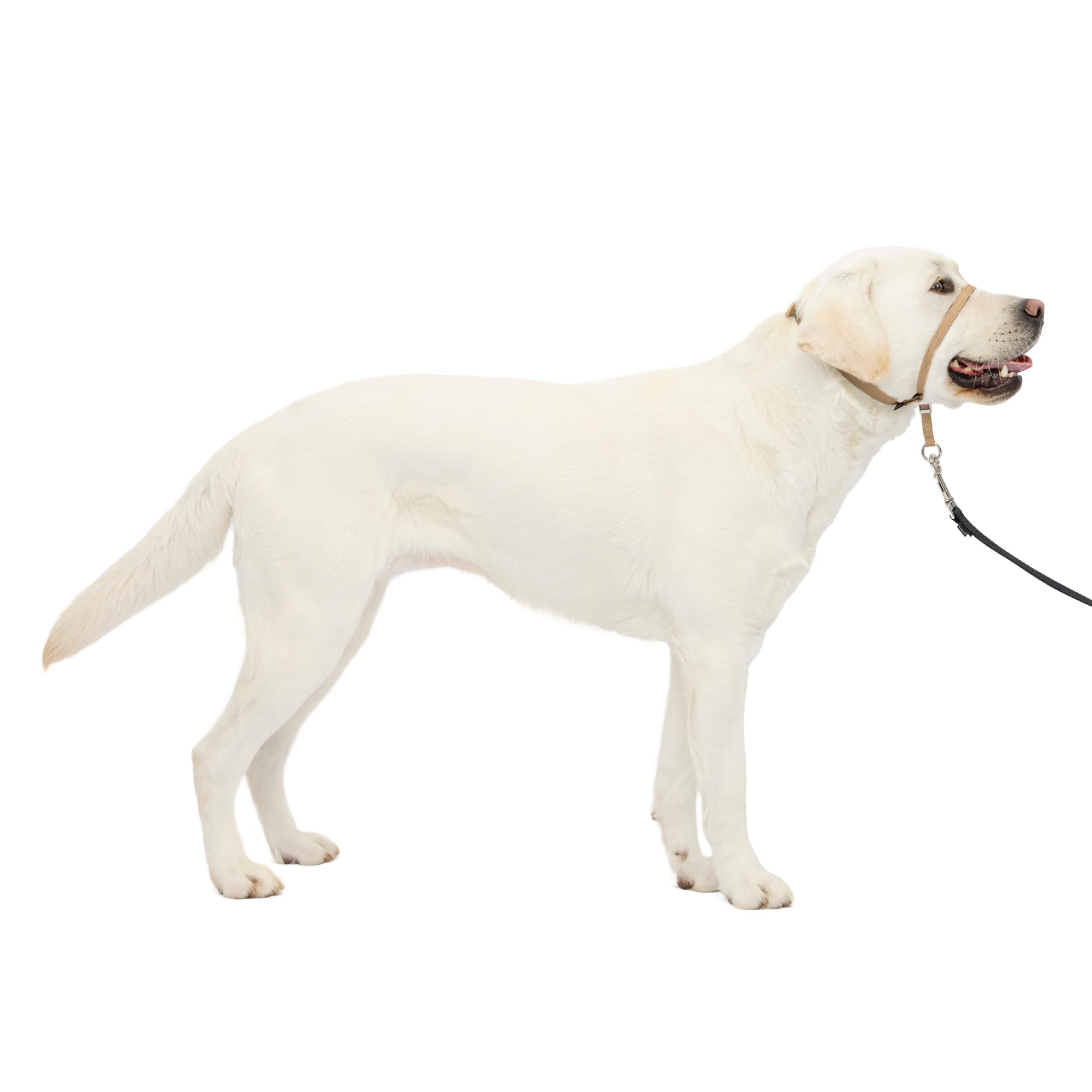 PetSafe Collare e guinzaglio Delicato con Dvd per addestramento