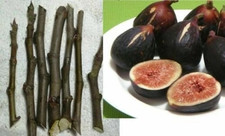6 pz TAGLI ORIGINALI NERI MADEIRA Ficus carica albero di fico Figo Preto rampollo legno