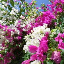 Buganville "Bougainvillea" 3 piante rampicanti in vaso 9 cm COLORI MISTI