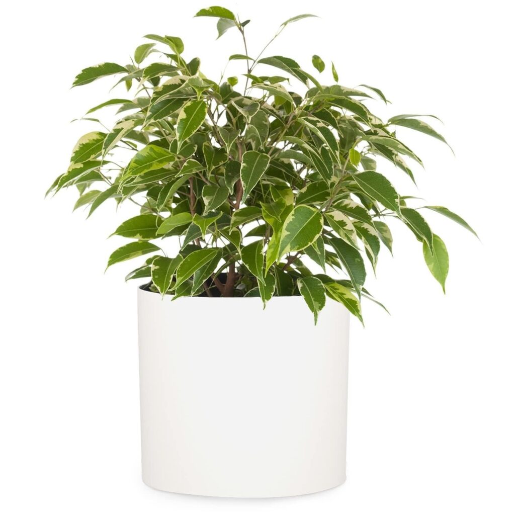 Fox & Fern Vasi da Esterno, Vasi per Piante da Esterno e Interno, Resistenti a Raggi UV e Gelo, Vaso Grande da Interno con Tappo di Scarico, Fioriera da in Polystone, Vaso da Sing…
