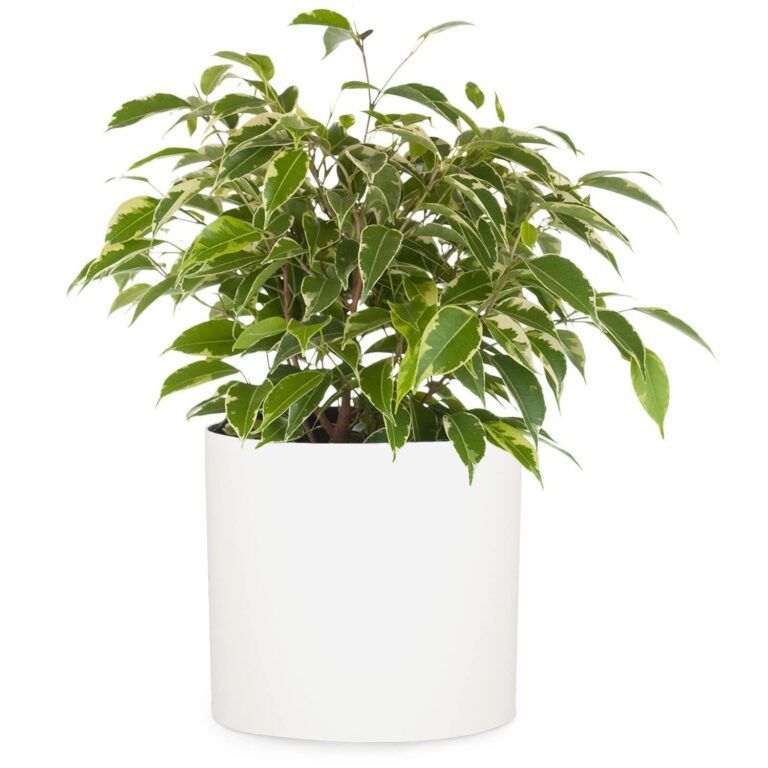 Fox & Fern Vasi da Esterno, Vasi per Piante da Esterno e Interno, Resistenti a Raggi UV e Gelo, Vaso Grande da Interno con Tappo di Scarico, Fioriera da in Polystone, Vaso da Sing…